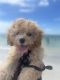 Cavapoo Puppies for sale in Auburndale, FL, USA. price: NA