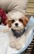 Cavapoo Puppies for sale in New Berlin, WI, USA. price: NA