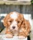 Cavapoo Puppies for sale in Jacksonville, FL, USA. price: NA