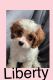 Cavapoo Puppies for sale in Clewiston, FL 33440, USA. price: NA