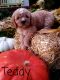 Cavapoo Puppies for sale in Summerville, SC, USA. price: $1,200