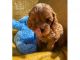 Cavapoo Puppies for sale in S Carolina St, Avon Park, FL 33825, USA. price: NA