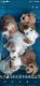 Cavapoo Puppies for sale in Ogdensburg, WI 54962, USA. price: NA