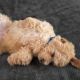 Cavapoo Puppies for sale in 48 W Sylvania Ave, Neptune City, NJ 07753, USA. price: $1,200