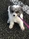 Cavapoo Puppies for sale in Fort Lauderdale, FL, USA. price: NA