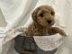 Cavapoo Puppies for sale in 1030 Monroe Ave, Cañon City, CO 81212, USA. price: $1,000