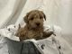 Cavapoo Puppies for sale in 1030 Monroe Ave, Cañon City, CO 81212, USA. price: $1,000
