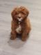 Cavapoo Puppies for sale in Washington, NJ 07882, USA. price: $785
