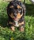 Cavapoo Puppies for sale in Overland Park, KS, USA. price: $1,500