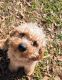 Cavapoo Puppies for sale in Summerville, SC, USA. price: $250