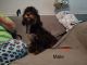 Cavapoo Puppies for sale in Kinston, NC, USA. price: NA