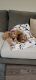 Cavapoo Puppies for sale in Atascocita, TX 77346, USA. price: NA