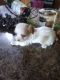 Cavapoo Puppies for sale in Spencerville, IN 46788, USA. price: NA