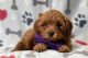 Cavapoo Puppies for sale in Cornelia St, New York, NY 10014, USA. price: NA