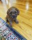 Cavapoo Puppies for sale in Monroe Township, NJ 08831, USA. price: $2,350