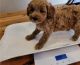 Cavapoo Puppies for sale in Anchorage, AK 99514, USA. price: $600