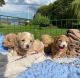Cavapoo Puppies for sale in Montreal, QC H3B 1X8, Canada. price: $650