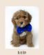 Cavapoo Puppies for sale in Georgetown, TX, USA. price: $2,300