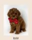 Cavapoo Puppies for sale in Georgetown, TX, USA. price: $2,300