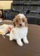 Cavapoo Puppies for sale in Monroe Township, NJ 08831, USA. price: $1,300