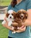 Cavapoo Puppies for sale in ON-401, Ontario, Canada. price: $400