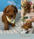 Cavapoo Puppies for sale in Windsor, ON, Canada. price: $1,900