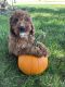 Cavapoo Puppies for sale in Clifton, KS 66937, USA. price: $850