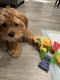 Cavapoo Puppies for sale in Arcola, TX 77583, USA. price: $3,000