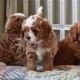 Cavapoo Puppies for sale in Houston, TX, USA. price: $800