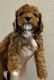 Cavapoo Puppies for sale in Georgetown, TX, USA. price: $3,200