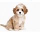 Cavapoo Puppies for sale in Dallas, TX, USA. price: $500