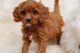 Cavapoo Puppies for sale in Zambales, Philippines. price: 15,000 PHP
