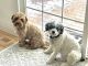 Cavapoo Puppies for sale in Monument, Colorado. price: $18,002,500