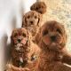Cavapoo Puppies for sale in Aurora, Colorado. price: $650