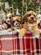 Cavapoo Puppies for sale in South Orange, NJ 07079, USA. price: $1,500