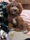 Cavapoo Puppies for sale in Forney, Texas. price: $900