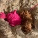 Cavapoo Puppies for sale in San Diego, California. price: NA