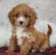 Cavapoo Puppies for sale in Los Angeles, California. price: NA