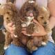 Cavapoo Puppies for sale in Jacksonville, Florida. price: $400