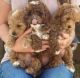 Cavapoo Puppies for sale in Jacksonville, Florida. price: $400