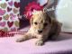 Cavapoo Puppies for sale in San Jose, CA, USA. price: $2,095