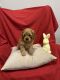 Cavapoo Puppies for sale in Hamilton, New Jersey. price: $1,500