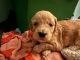 Cavapoo Puppies for sale in Ft. Myers, Florida. price: $2,000