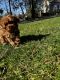 Cavapoo Puppies for sale in Mountain Lakes, New Jersey. price: $3,000