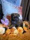 Cavapoo Puppies for sale in Clarksville, Tennessee. price: $750