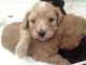 Cavapoo Puppies for sale in Kansas, USA. price: $1,800