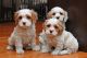 Cavapoo Puppies for sale in Anchorage, AK, USA. price: NA