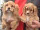 Cavapoo Puppies for sale in Baltimore, MD, USA. price: NA