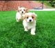 Cavapoo Puppies for sale in Washington, DC, USA. price: NA