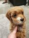 Cavapoo Puppies for sale in Anchorage, AK, USA. price: $500